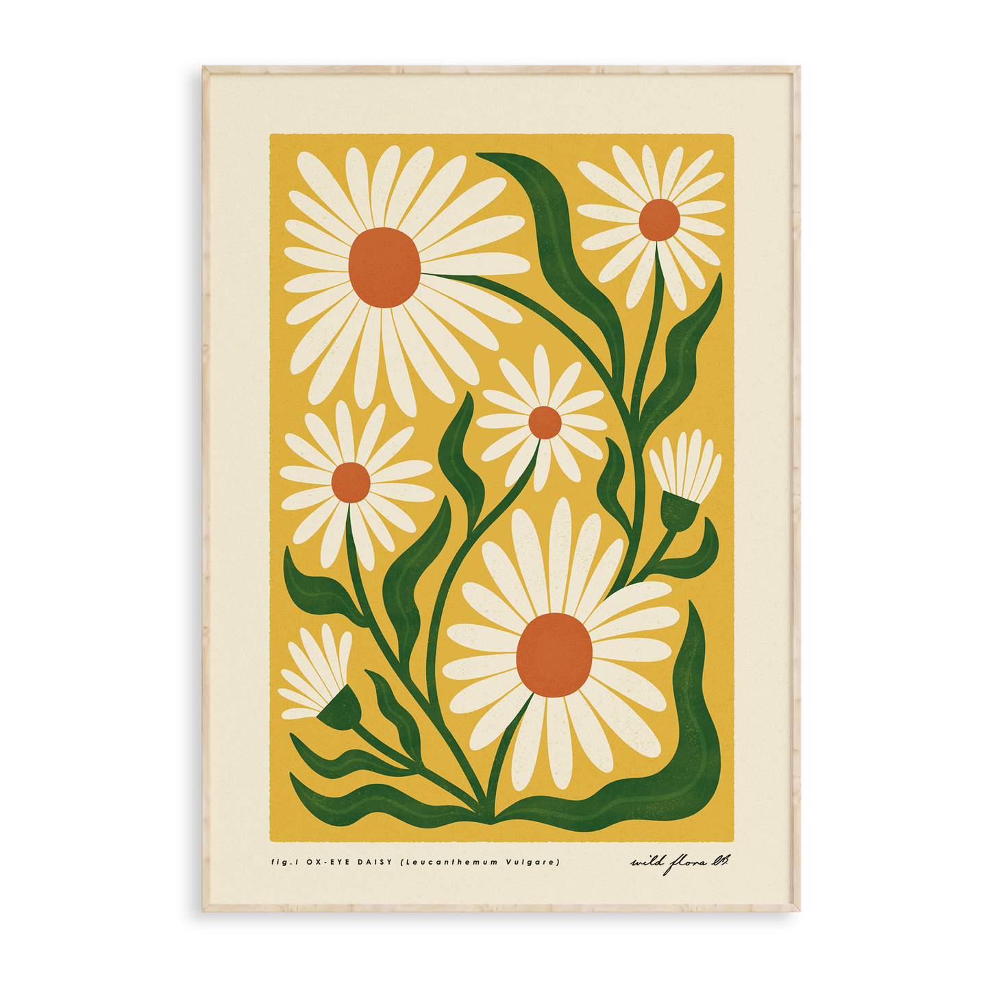 Ox-Eye Daisy Art Print