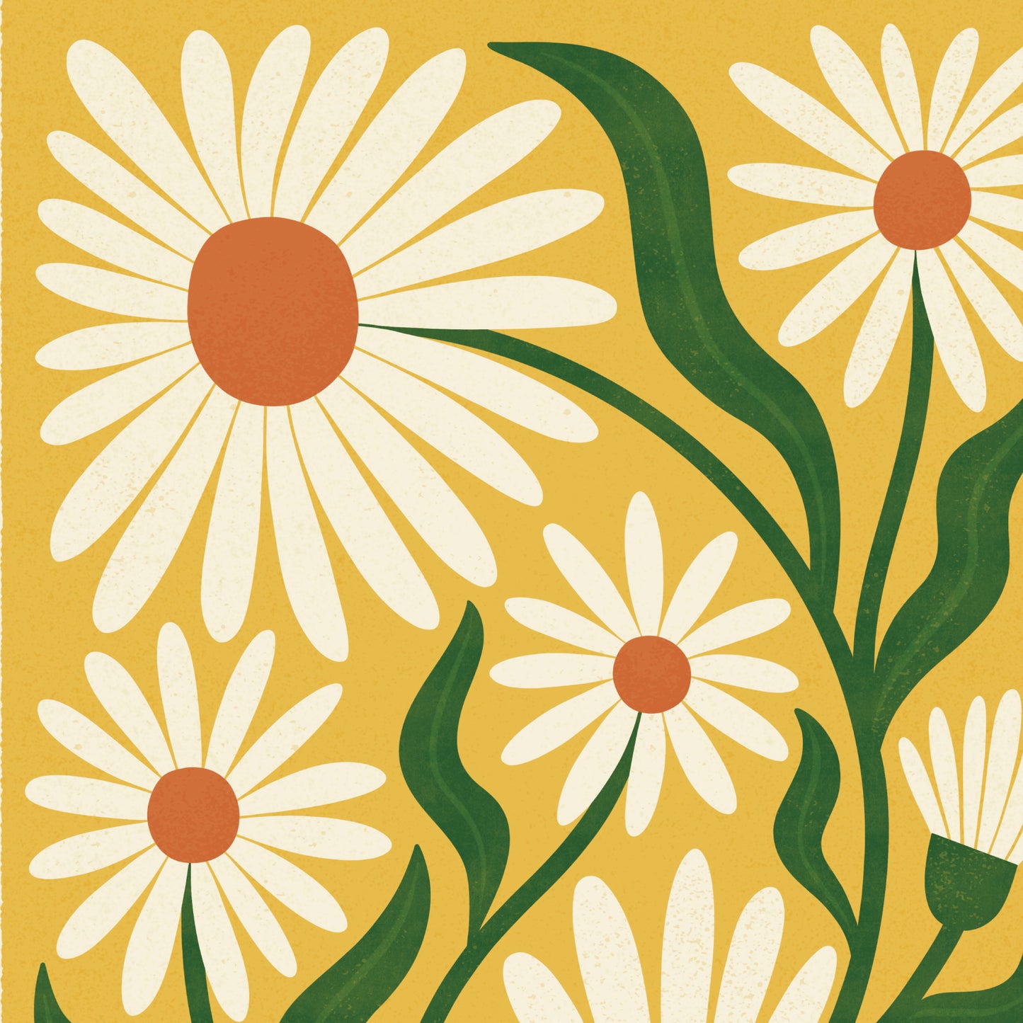 Ox-Eye Daisy Art Print