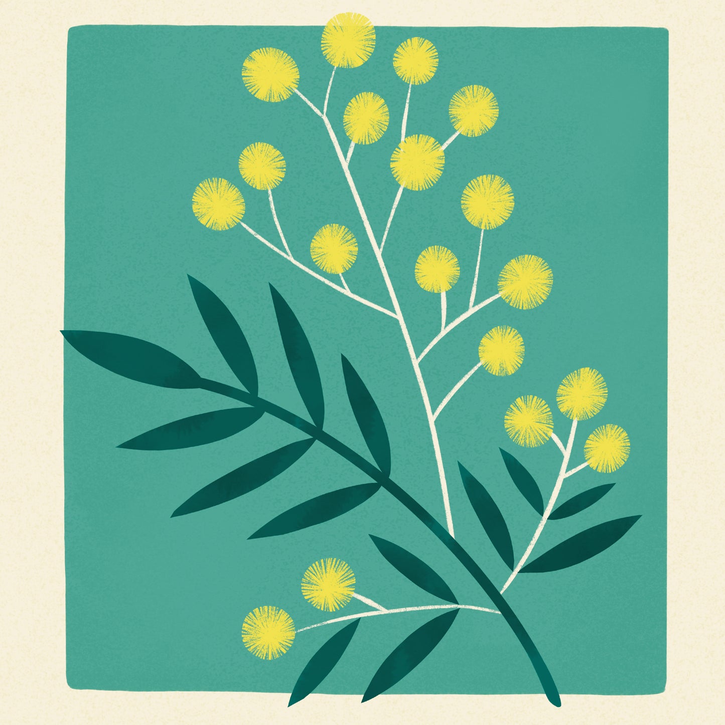 Golden Wattle of Australia Art Print