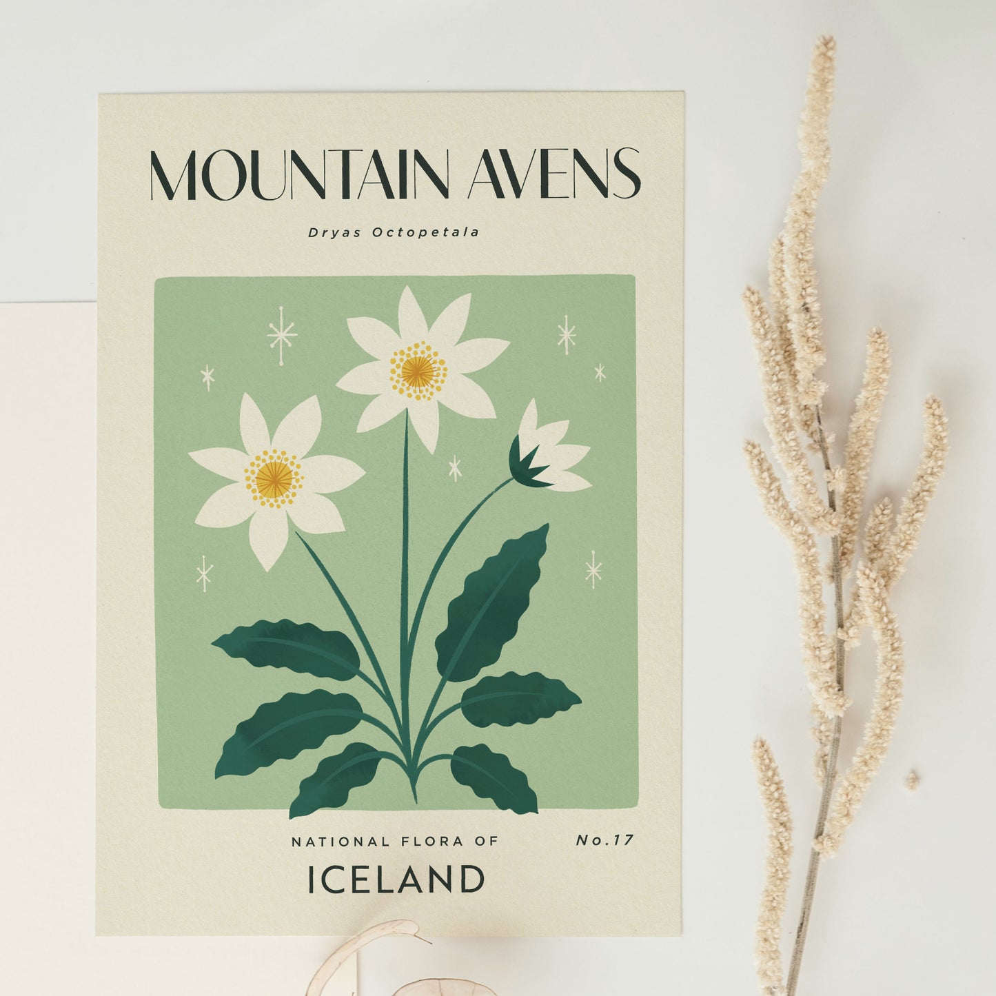 Mountain Avens of Iceland Art Print