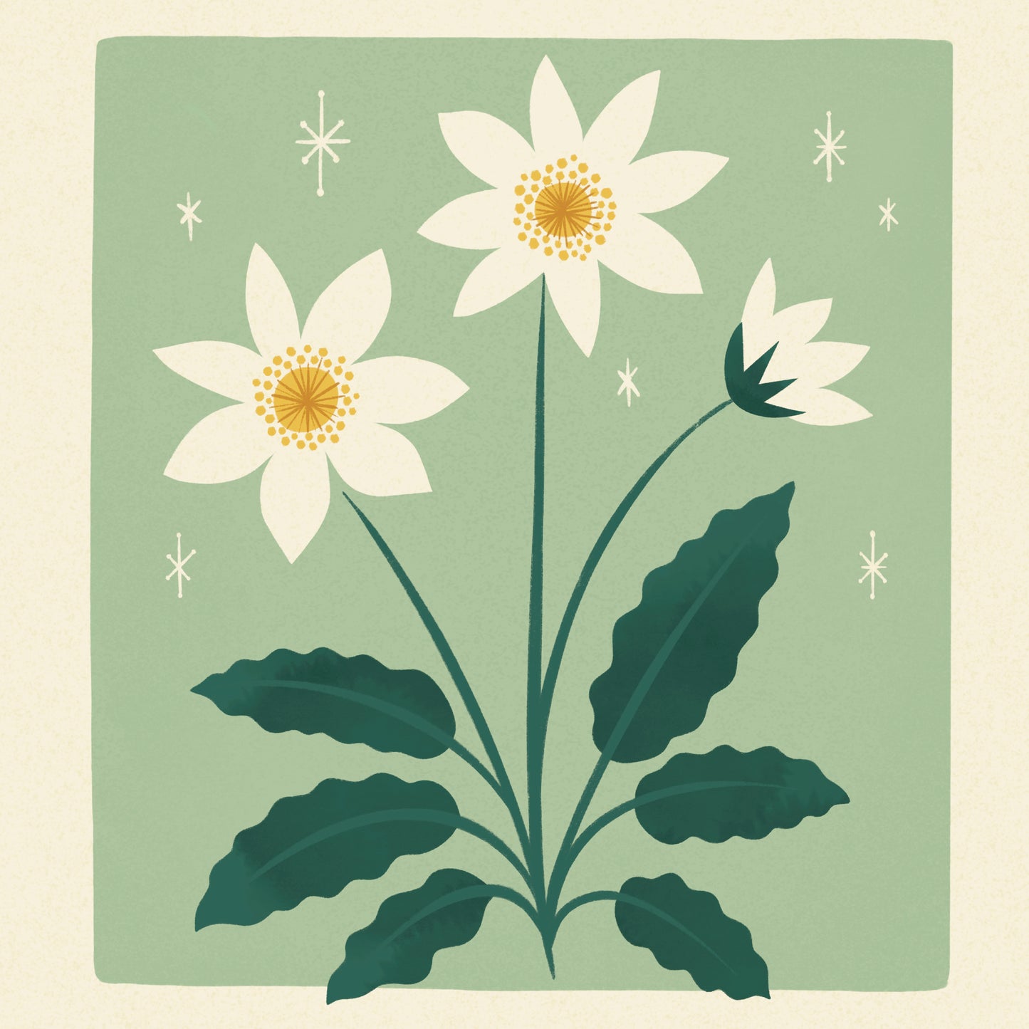 Mountain Avens of Iceland Art Print