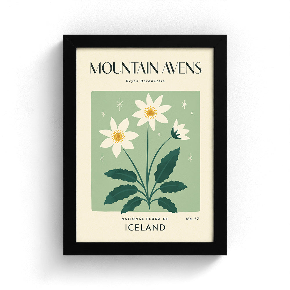 Mountain Avens of Iceland Art Print