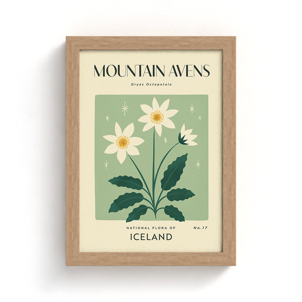 Mountain Avens of Iceland Art Print