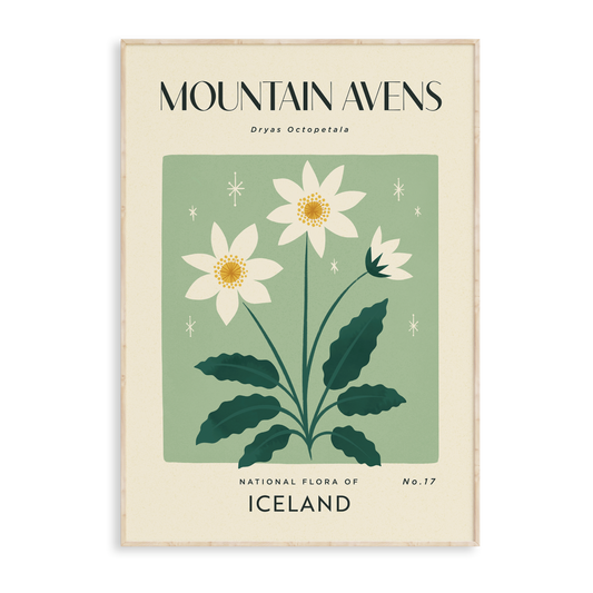 Mountain Avens of Iceland Art Print