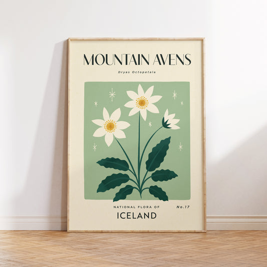Mountain Avens of Iceland Art Print
