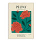 Peony of Romania Art Print